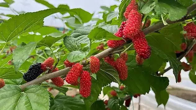 Erkenci karadutun tanesi 2,5 liradan alıcı buluyor
