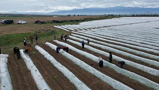 Erkenci karpuzda ilk hasat mayıs sonunda bekleniyor

