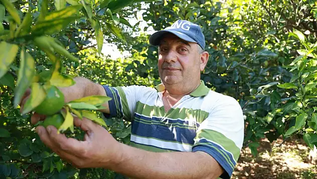Erkenci mandalina hasadında çalışacak işçi bulamayan bahçe sahibi, 10 dönümlük bahçesinde hasada tek başına başladı
