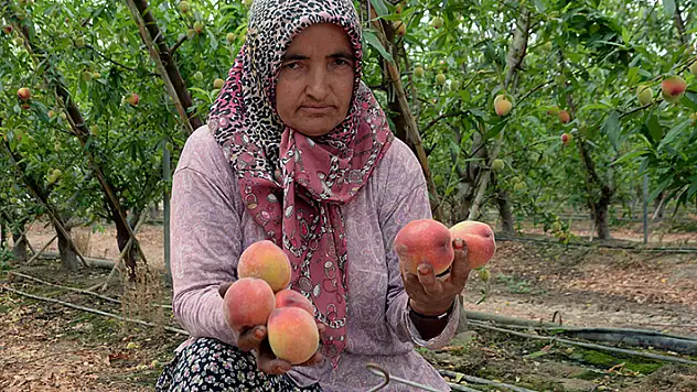 Erkenci şeftali, kilosu 300 liradan ihracata gidiyor
