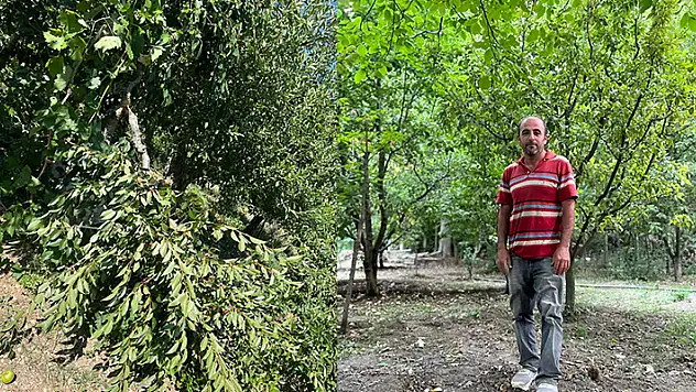 Ermenek'te bahçesine giren ayının peşine takıldığı kişi kuzeninin evine sığındı

