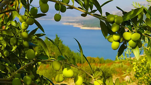 Ermenek'te zeytin, yöre halkının umudu oldu