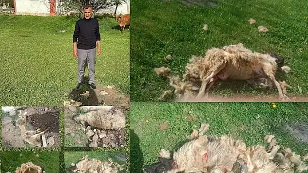 Erzincan'da başıboş köpeklerin saldırdığı 7 koyun telef oldu
