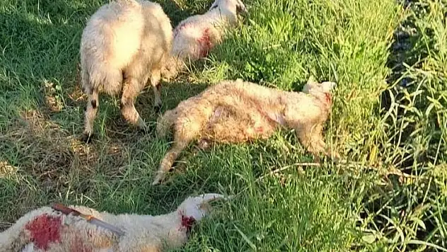 Erzincan'da başıboş sokak köpekleri 6 kuzuyu telef etti