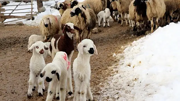 Erzincan'da besicilerin 'kuzu' mesaisi

