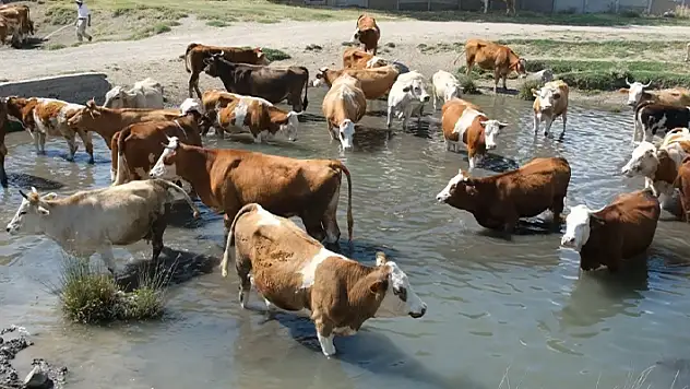 Erzincan'da bu kez mandalar değil, inekler serinledi
