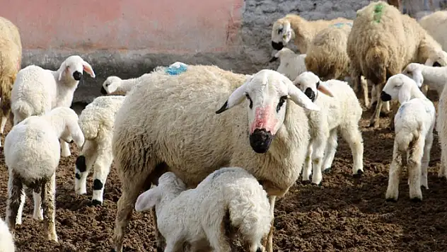 Erzincan'da koyun ve kuzuların coşkulu buluşması
