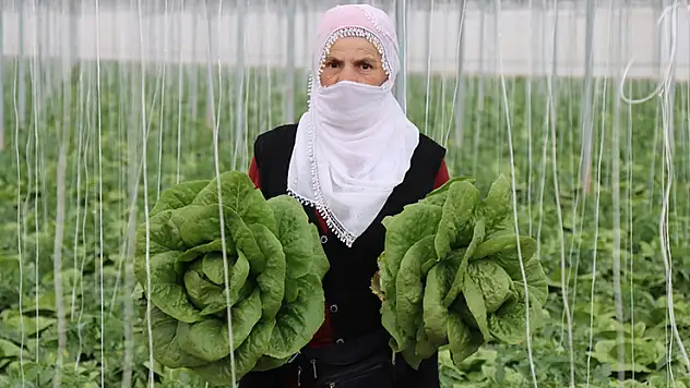 Erzincan'ın seralarında yetişen marulda hasat başladı