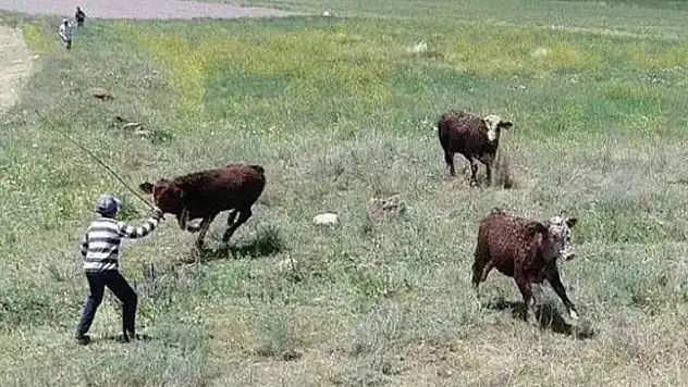 Erzurum'da boğalar firar etti
