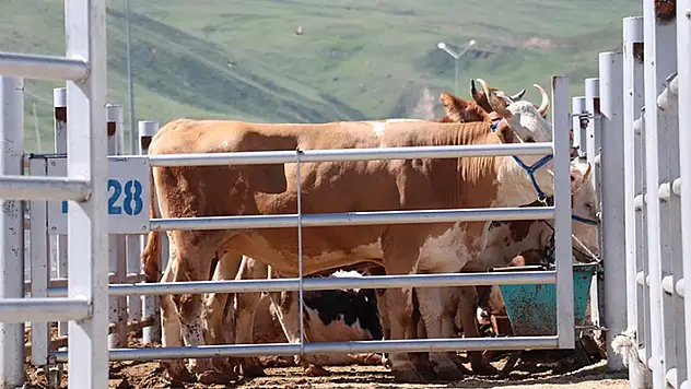 Erzurum, Kars ve Ağrı'dan farklı illere 87 bin 45 kurbanlık gönderildi
