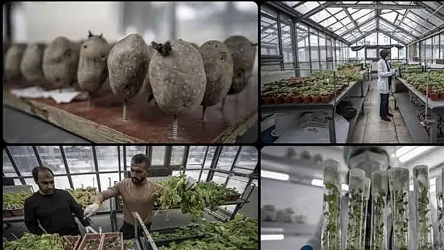 Erzurum'da yerli patates çeşitleri 20 yıllık bilimsel çalışmalarla geliştiriliyor