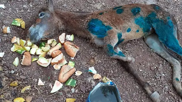 Eşeği halıya sarıp ormanda ölüme terk ettiler