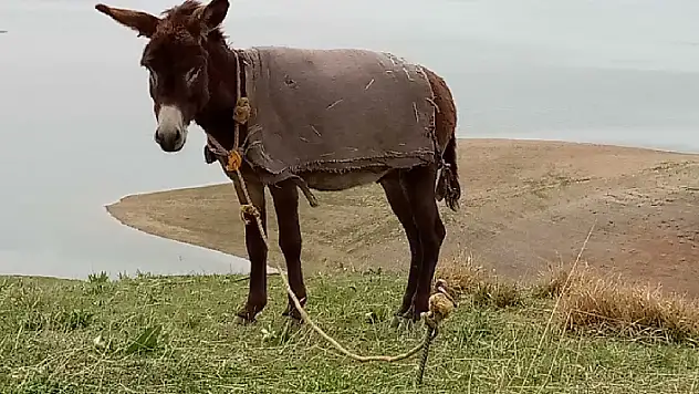 Eşek büyükbaş mı, küçükbaş mı? Yargıtay'dan emsal 'eşek' kararı

