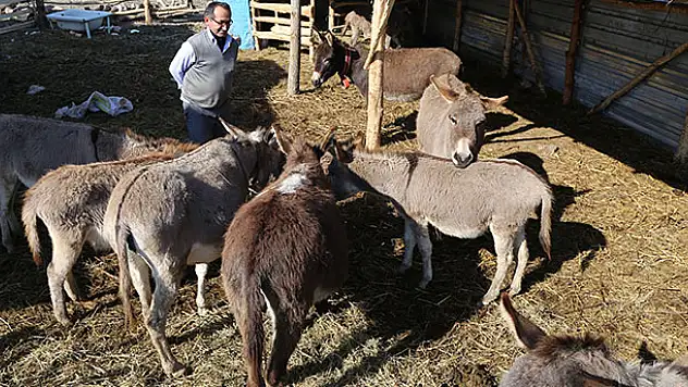 Eşek çiftliğinde süt talebine yetişemiyor