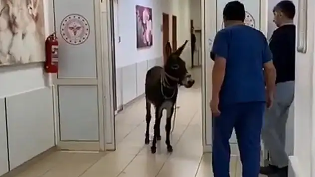 Eşek, hastanenin acil servisine girdi o anlar kamerada
