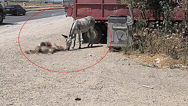 Eşek, ölen yavrusunun başından 2 gün boyunca ayrılmadı
