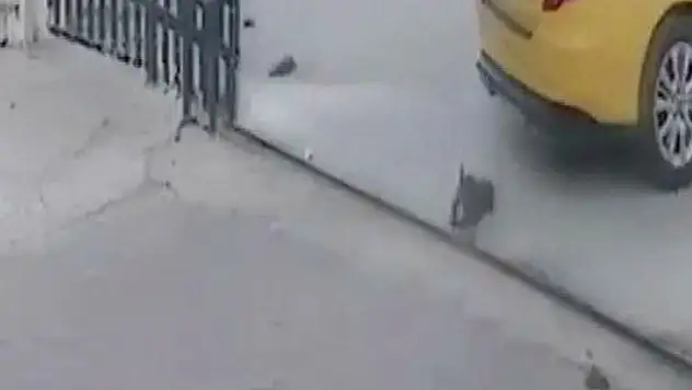 Esenyurt'ta köpeği ezen taksici işten çıkarıldı