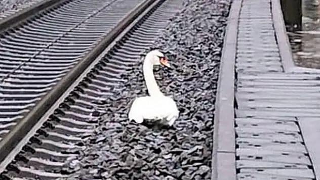 Eşinin yasını tutan kuğu Almanya'da tren seferlerini aksattı
