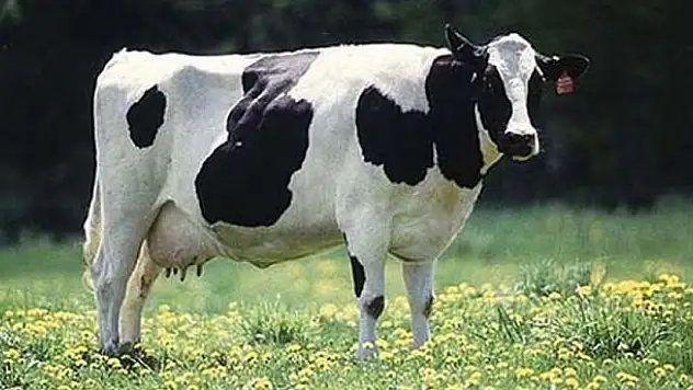 ESK, süt taşeronlarına karşı silahını çekti