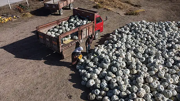 Eskişehir'de kadın çiftçiler ata tohumlarından bal kabağı üretiyor
