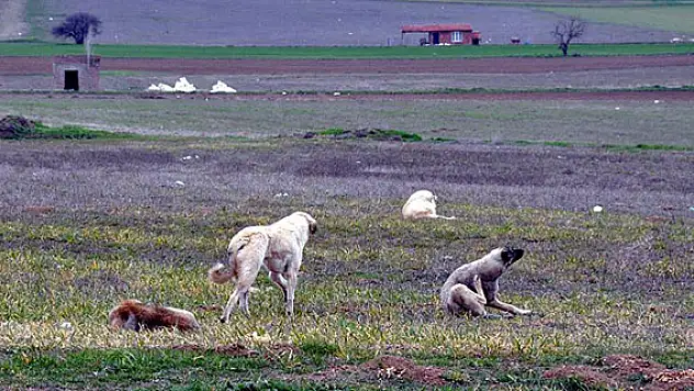 Eskişehir'de köpek vahşeti!