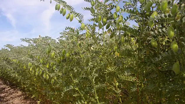 Eskişehir'de nohut çeşitlerinin tohumluk üretim hakkı satışı ihaleyle yapılacak
