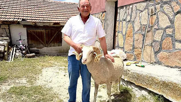 Eskişehir'de satılan koç,  4 köy aşıp 5 gün sonra eski sahibine döndü
