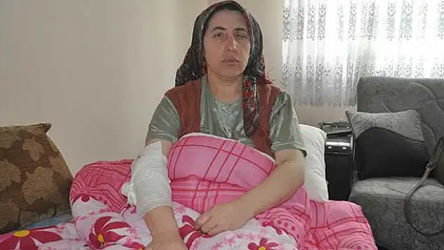 Eskişehir'de sokak köpeklerinin saldırısına uğrayan kadın yaralandı