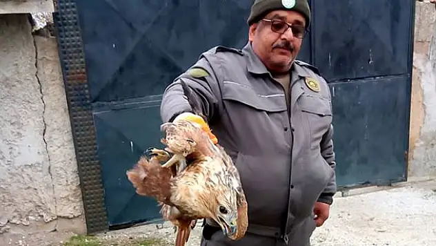 Evin bahçesine düşen şahine sahip çıktılar