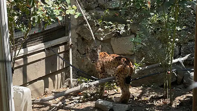 Evin bahçesine giren vaşak paniğe yol açtı