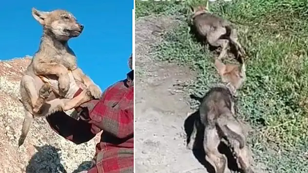 Evinde kurt yavrusu besleyen bir kişiye 26 bin 839 lira cezai işlem uygulandı
