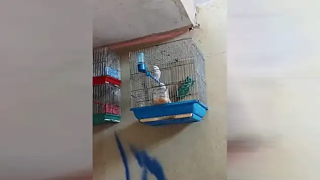 Evinde saka kuşu bulunan şahsa 151 bin 200 lira para cezası
