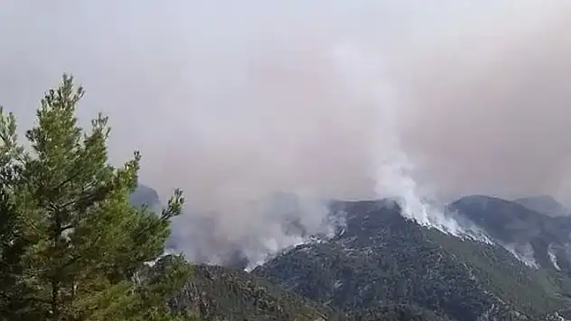 Eynif Ovası yanıyor! Çobanlar ve sürüleri tahliye edildi, yaban hayatı tehlikede