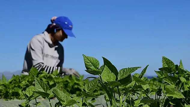 FAO ve Türkiye'den tarım politikalarını güçlendirecek yeni proje