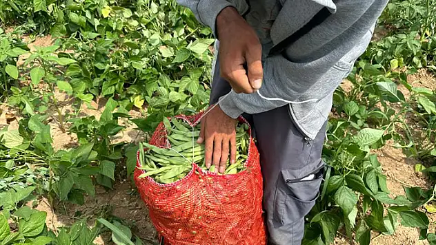 Fasulye fiyatları üreticiyi zor duruma soktu
