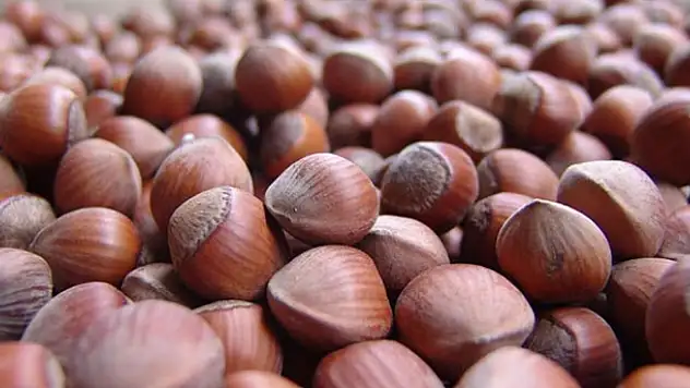 Fatsa'da 1 ton fındık çalındı