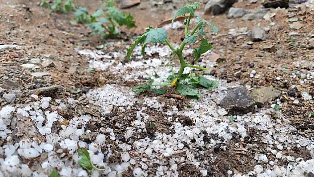 Feke'de dolu ekili alan ile bahçeler zarar gördü
