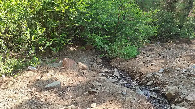 Fethiye'de ormanda terk edilmiş bebek bulundu
