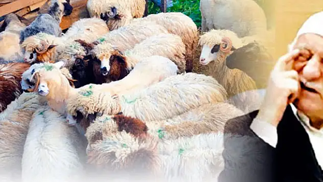 FETÖ'cüler kurbanı bayramdan önce kesmiş