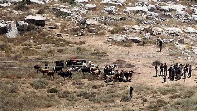 Filistin topraklarını gasbeden İsrailliler, bir Filistinlinin 150 büyükbaş hayvanını çaldı