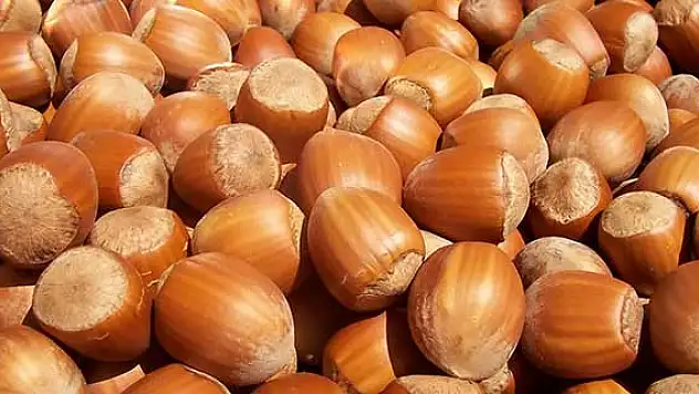 Fındığın kilogramı 17 liraya çıktı