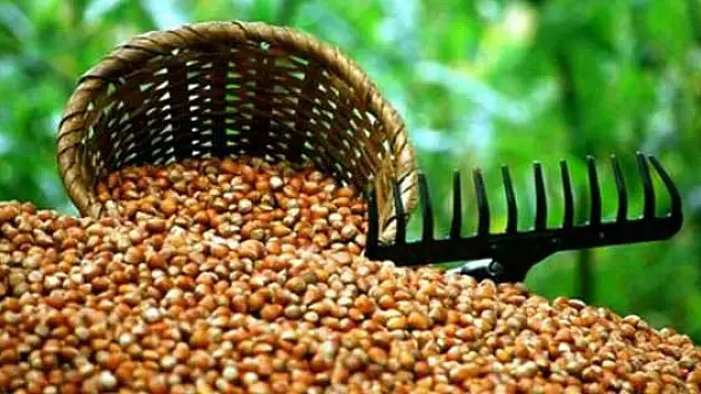 Fındık bölgesi Karadeniz'de tarım sigortasında büyük artış
