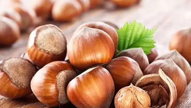 Fındık fiyatında düşüş sürüyor