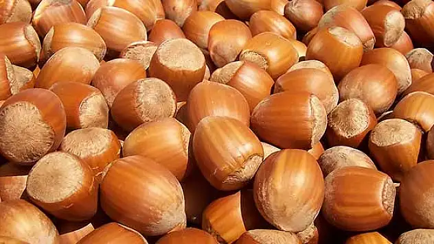 Fındık üreticilerinde 'zirai don' endişesi