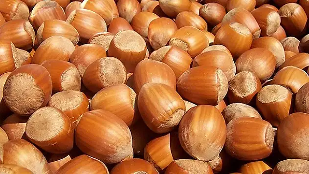 Fındıkta ikinci gübre dönemi