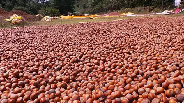 Fındıkta taban fiyat 10 lira