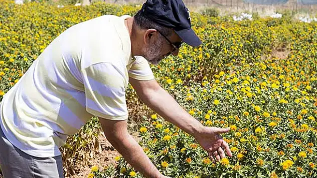 Fiyat artışı yağ sanayicilerini aspire yöneltti
