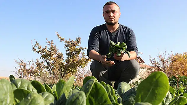 Fiyatı 5 liradan 1 liraya düşen ıspanağı alan yok
