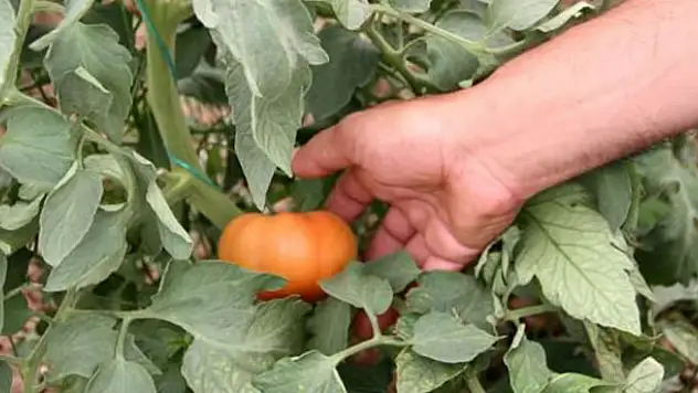 Fiyatı 7 liraya kadar çıkmıştı, 4 liraya düştü