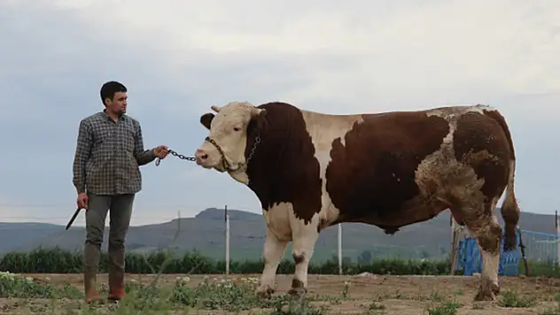 Fiyatıyla dudak uçuklatıyor, görenler gözlerine inanamıyor
